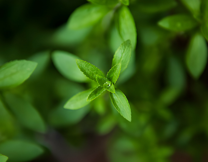 Stevia-plant-sweetener